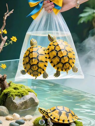 别再养普通龟啦!试试颜值抗打的黄金龟 ~ 浑身亮眼金黄自带贵气,放家里秒提环境颜值,越看越舒心。还带吉祥好寓意,新手、萌宠党都适配! #黄金龟 #巴西龟 #新手养龟 #可爱萌宠 #创作灵感