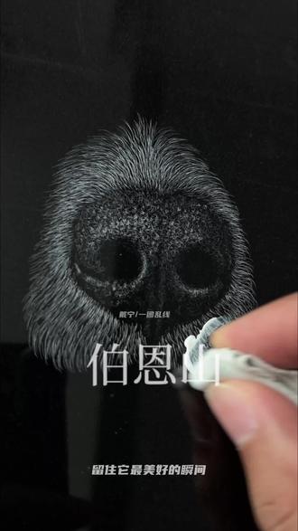 划痕作画? 划痕立体画定制|伯恩山犬#艺术 #伯恩山犬 #划痕立体画 #宠物 #画画