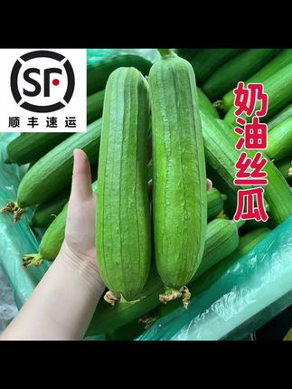 #谁还没吃丝瓜汤 苏北本地农家种植奶油香丝瓜,现摘现发货,拿来做个丝瓜汤、丝瓜炒鸡蛋,鲜甜可口,大人小孩都喜欢#丝瓜 #奶油丝瓜 #农业种植 #优质农产品