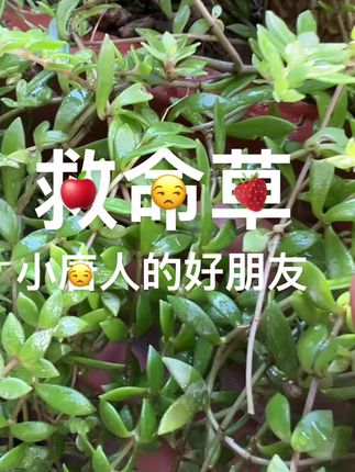 #农业种植 #植物科普 #草本植物 #大自然的馈赠