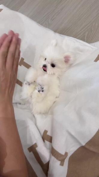 盘点动画片里的狗狗原型!最后一只你绝对想不到! #狗狗 #萌宠出道计划 #萌宠日常记录 #科学养宠攻略 #爱宠星球宠物生活馆