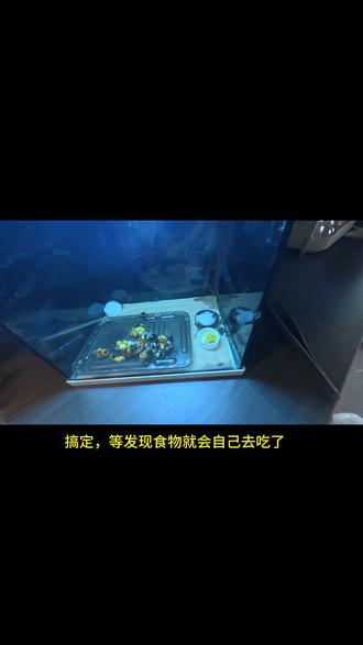 沉浸式体验投喂熊蜂~ #热点 #异宠 #熊蜂 #蜜蜂 #家有萌宠