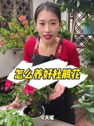怎么养好杜鹃花#养花小知识