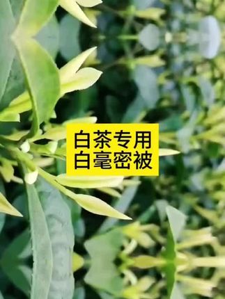 #白茶专用#银枝玉芽