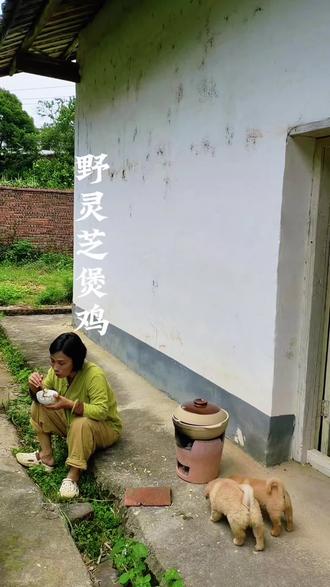 千万别乱补!三伏天前,这碗“清补”灵芝鸡汤才是正解! 今天分享我的私藏配方:野生灵芝 + 黄芪 + 麦冬 + 红枣 + 老母鸡#原生态乡村生活 #野生灵芝纯天然 #食疗 #煲汤