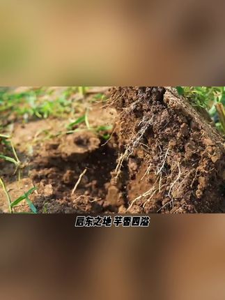 海门本地新鲜香沙芋艿农家自种干香糯 #热门🔥 #好货 #真好