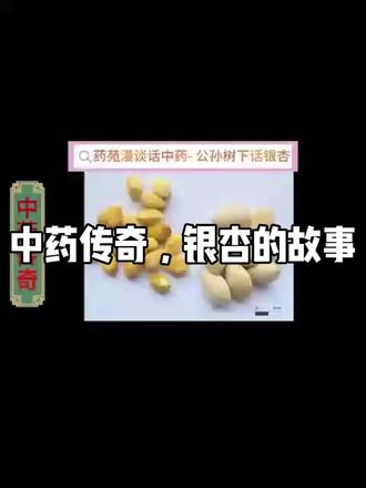 中药传奇,银杏的故事#植物科普 银杏