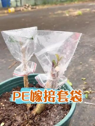 喜欢嫁接的一定要入手这个嫁接套袋,防水防雨防晒,特别的保护好嫁接植物#果树嫁接 #果树嫁接用品 #园艺嫁接工具 #嫁接套袋 #好物推荐🔥