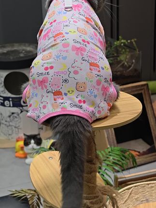 在家宅着,看猫儿摇尾巴,这尾巴摇来摇去的好好玩!#养猫人 #猫猫的铲屎官