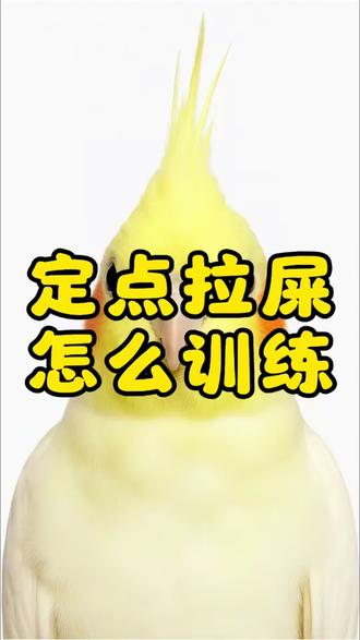 鹦鹉定点拉屎怎么训练?#鹦鹉定点拉屎#鹦鹉训练#鹦鹉 #手养鸟 #鹦鹉小白