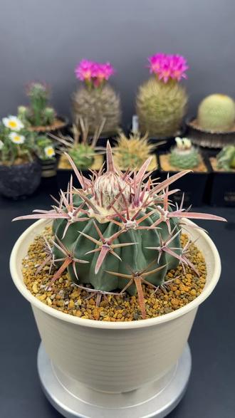 养球先懂结构,少走弯路,仙人球全身讲解#仙人球 #沙生植物