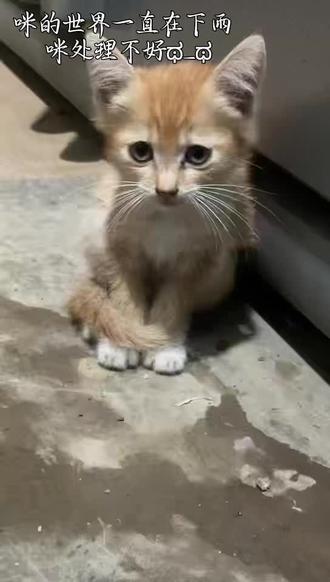 咪的世界一直在下雨 咪处理不好ಥ_ಥ