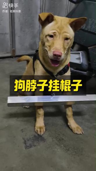 全国效仿,下乡维修最怕狗追着跑了,就是没有少妇追