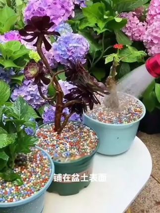 给花盆铺上彩色陶粒,浇水再也不怕烂根了!🌸园艺小白也能轻松上手~#彩色陶粒铺底球 #绿植养护小妙招