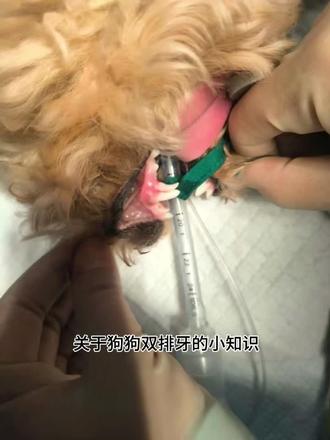 关于狗狗双排牙的小知识(供大家了解):
双排牙通常出现在小型犬幼犬时期,主要是乳牙未脱落而恒牙已长出。如果迟迟不掉,容易导致:
· 食物残渣滞留,引发牙结石和口臭。
· 挤歪恒牙,影响咬合。
· 增加口腔发炎风险。
所以为狗狗进行拔除手术,是对它长期健康负责的决定哦。#椰诚动物医院王府井店 #狗狗双排牙 #上热门