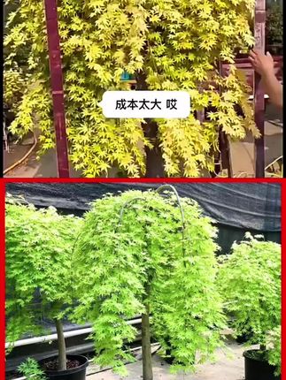 老桩黄金流泉枫阳台庭院室内办公室造型耐寒红枫黄金流泉枫树盆景#黄金#流泉#流泉枫#红枫#黄金流