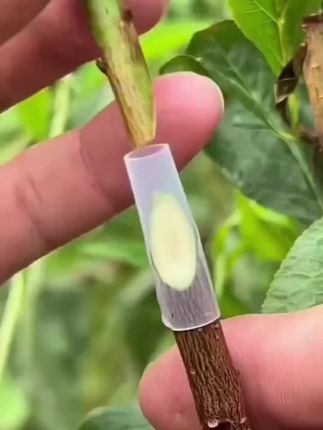 嫁接新手想提高嫁接成活率,一定要用这个果树嫁接套管#嫁接技术 #嫁接套管 #嫁接高手 #接树枝怎么接的视频 #