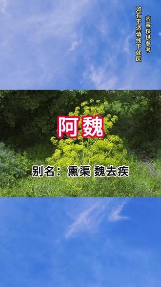 今日识本草之一阿魏 别名:熏渠 魏去疾 哈昔泥等,为伞形科阿魏属多年生草本植物的树脂,主产于新疆伊犁河谷,因具有强烈蒜样气味而得名。
#阿魏 #植物科普 #科普 #健康养生 #中草药