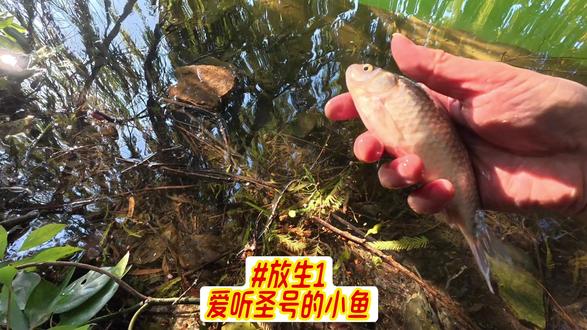 你喜欢听,我便多念几遍给你听。给你做三皈依,愿你此行终了早生善处,早闻正法,乘佛本愿 往生净土#放生 #放生祈福 #护生 #积德行善 #修行