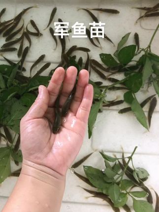 军鱼苗,一年可以养两三斤 #军鱼苗#军鱼苗批发#军鱼苗养殖#鱼苗#鱼苗批发 军鱼苗