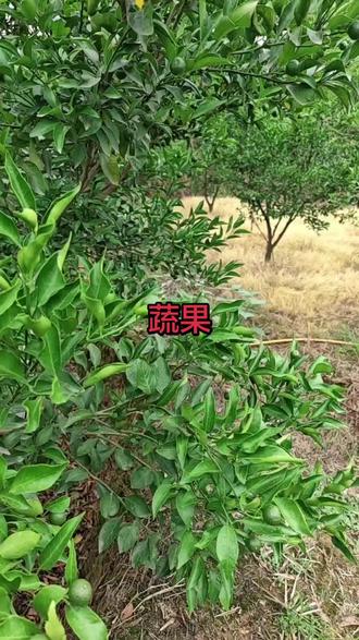 自家果园,春见耙耙柑。