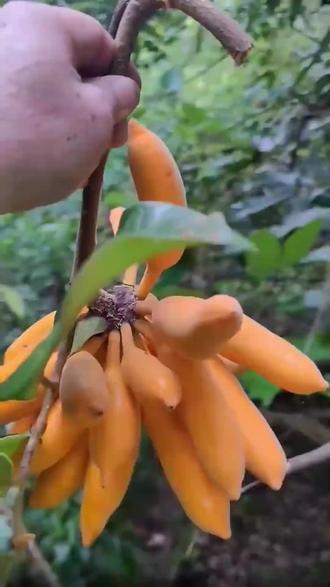 这些果子你认识几个?评论区告诉我😆