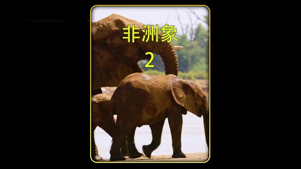 非洲东部的象群:气候变迁下的生存挑战与希望之光(2) #抖音硬核版 #动物世界 #科普