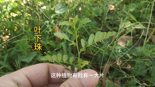 叶下珠 阴阳草#草本植物 #植物百科 #中草药