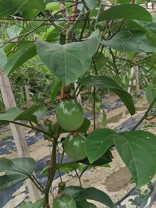 黄金百香果开始熟了#优质农产品 #三农种植 #新鲜采摘 #硕果累累 #一份耕耘一份收获