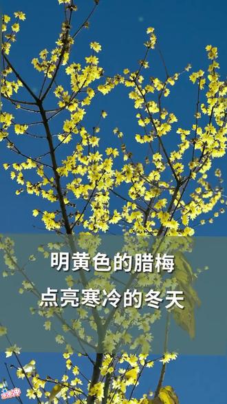 腊梅切花庭院观赏花朵香味悠长先花后叶花园地栽 #腊梅盆栽 #蜡梅种植 #蜡梅 庭院花卉 #花卉绿植