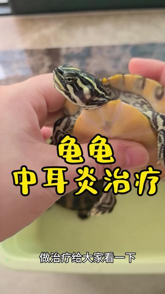 龟龟中耳炎治疗,有做的不对的地方,欢迎大家评论区交流#火焰龟 #乌龟治疗 #养龟日常