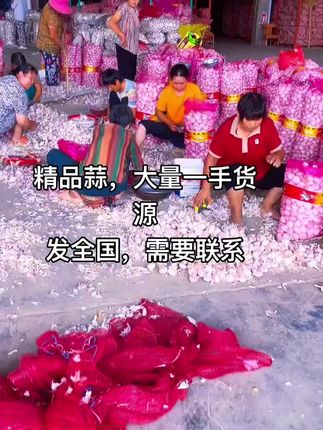 如果你喜欢吃生蒜,一定要选这种紫皮蒜,它的口感比白皮蒜要香,而且水分更足。如果你喜欢吃炒蒜或者炸蒜,那就选白皮蒜,它的口感比紫皮蒜更好。这两种蒜都是今年的新蒜。#三农 #优质农产品 #正能量 #原创视频
