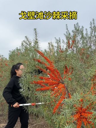 沙棘 #新鲜采摘 #好货推荐