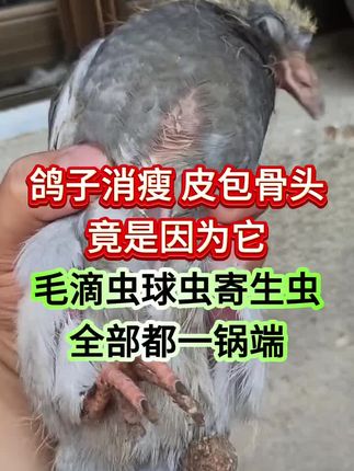 鸽子消瘦皮包骨头竟是因为它,毛滴虫球虫寄生虫一锅端 #鸽子消瘦 #鸽子干吃不长 #鸽子驱虫药 #鸽子体内外寄生虫