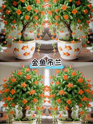 金鱼花盆栽花卉植物室内花四季常青开花美观挑选盆景植物客厅桌面#家居美学 #绿植养护 #桌面景观 #治愈系植物 #室内盆栽