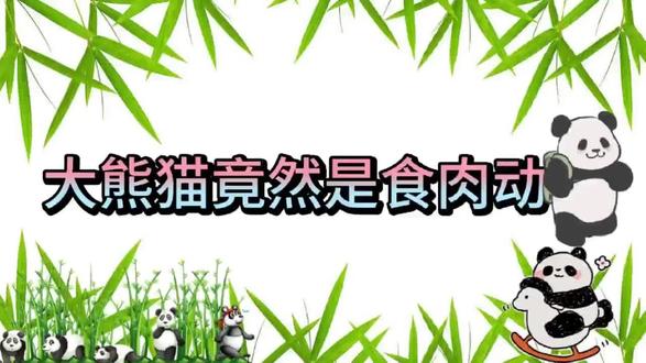 大熊猫科普讲解之食肉动物