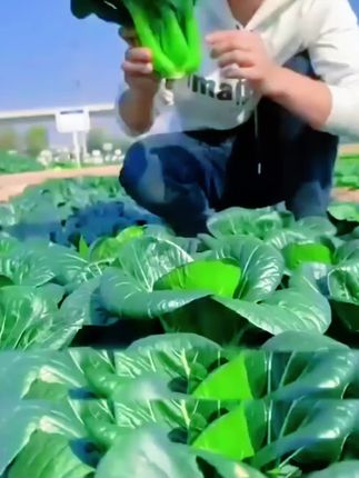 【黑叶苏州青青菜种子】家庭阳台小院盆栽地栽四季种植