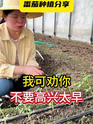 我可劝你,不要高兴太早 #种植小技巧 #服务三农支持三农 #西红柿种植 #番茄种植 #控旺