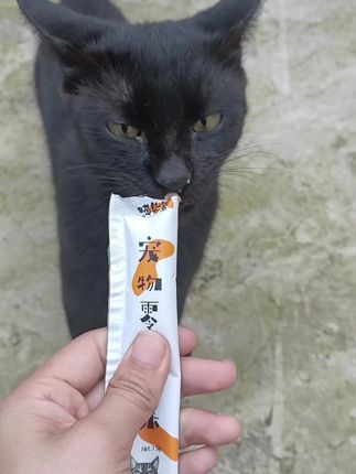沉浸式吃猫条#香迷糊了 #猫条 #馋猫 #平价好物 #好物推荐🔥
