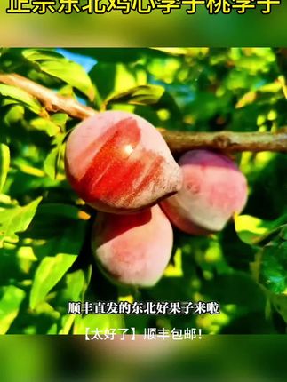 【太好了】顺丰包邮正宗东北鸡心李子桃李子高山种植水果当季现摘