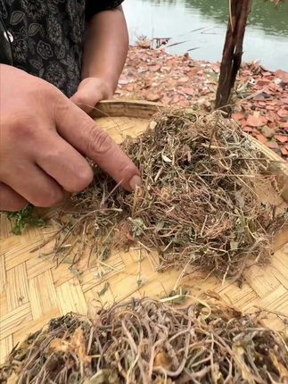 玲珑芼+叶下珠+茵陈+垂盆草、知道可以干嘛用的吗? #植物科普 #潮汕人 #潮汕话 #你见过这种植物吗 #三农