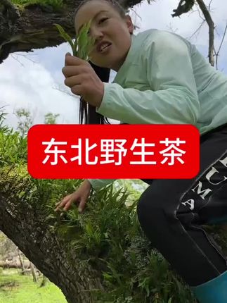 东北野生茶嗷嗷叫 #大自然的馈赠 #我的乡村生活 #走进大自然放松心情 #dou+小助手