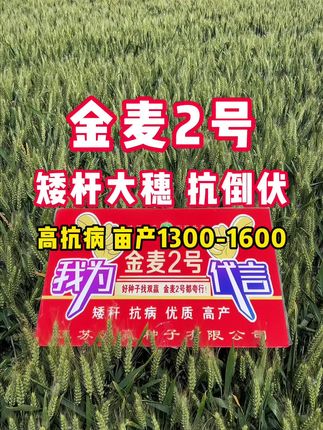 #金麦2号#高产抗病小麦种子#双赢种子#抖音助农