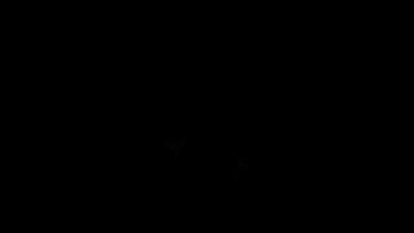 一口气带你学完procreate绘画软件篇 #绘画 #绘画教程 #板绘 #跟着抖音学画画 #procreate绘画