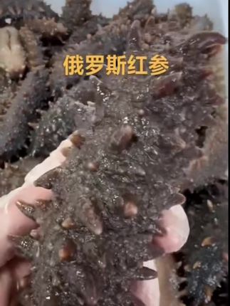 秋天渐冷,是时候滋补一下啦!来一份海参,为身体注入满满的能量。新鲜的海参,口感 Q 弹,营养丰富。在这个渐凉的季节里,让海参温暖你的胃,呵护你的健康。快来尝鲜吧!#秋天滋补