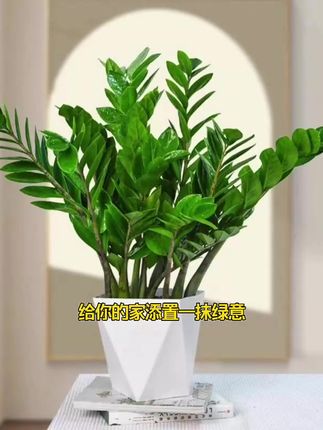 金钱树盆栽大型室内耐旱水养绿植摆件