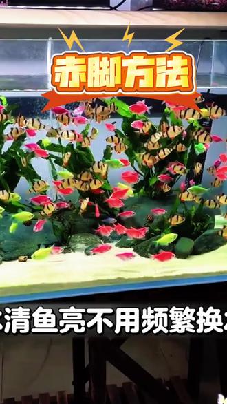 【精选】赤脚方法彩图精解经典详细解读实用易懂家庭常备生活百科书,1969赤脚裔生手册,还原最真实的纯粹。 #疗 #致敬 #赤脚生 #著作