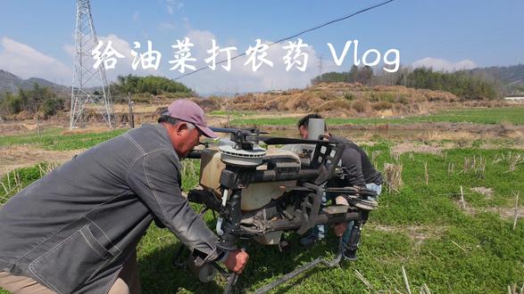 无人机打药,助力油菜丰收 #新农人#农村生活#油菜花海#科技助农#三农#分享我的旅行回忆