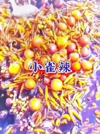 正儿八经的小米辣泡椒,也叫小雀辣,喜欢吃辣的老乡不要不错过,一口一个太过瘾了#小米辣 #小雀辣 #小雀辣泡椒 #云南美食 #开胃