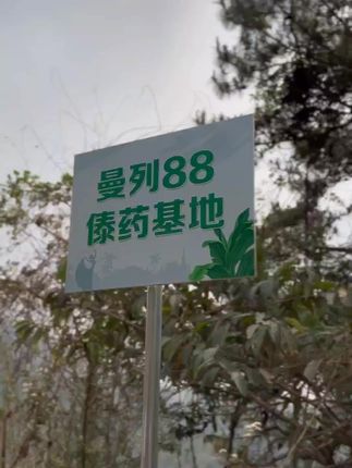 原材料决定品质,最初的信念,最深的动力。,在纷扰中沉淀,在挑战中磨砺。 ,守好那份纯粹,守住那份热爱。 ,它是指南针,是压舱石,是源源不竭的力量。#曼列88傣医药世家#曼列88傣薰世家#曼列88傣药基地